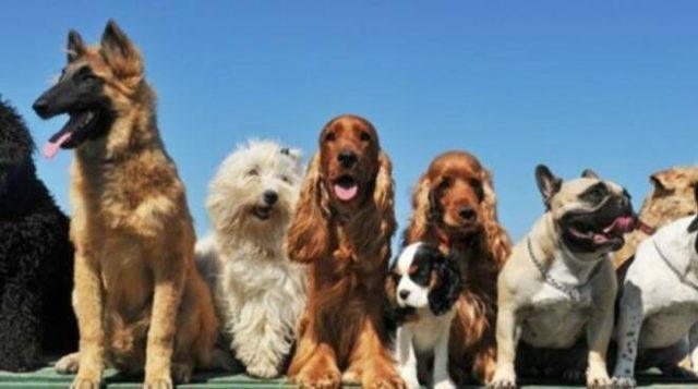 cani1