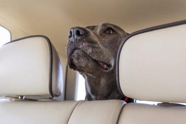 cane auto-che-soggiorna-macchina-mentre-viaggia-con-i-suoi-proprietari