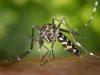 Dengue, scatta la disinfestazione: interventi al Parco Pertini e in zona Lamarmora