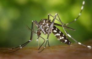 Dengue, scatta la disinfestazione: interventi al Parco Pertini e in zona Lamarmora