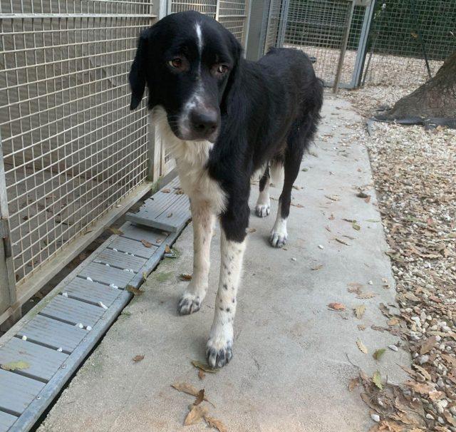 cane trovato al gabbro