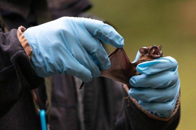 Coronavirus, pipistrelli e suini, lo studio sui rischi negli allevamenti del Nord Italia