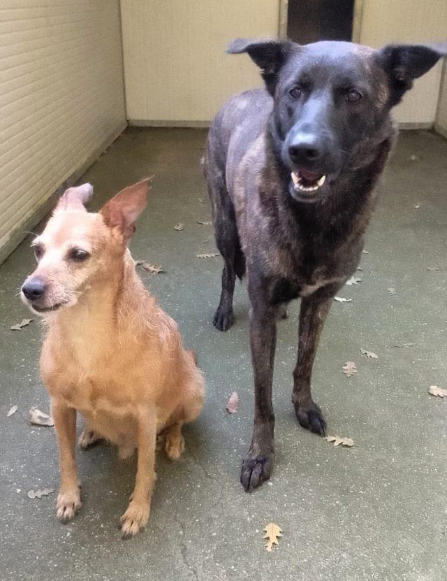 eros e bimba