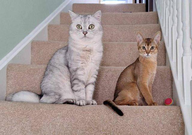Cancro, la scoperta sui tumori dei gatti: lo studio e le nuove speranze