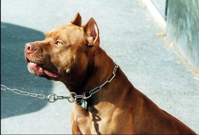 Pitbull azzanna una donna, il veterinario Coccìa: “La razza non c’entra, dipende dal padrone”