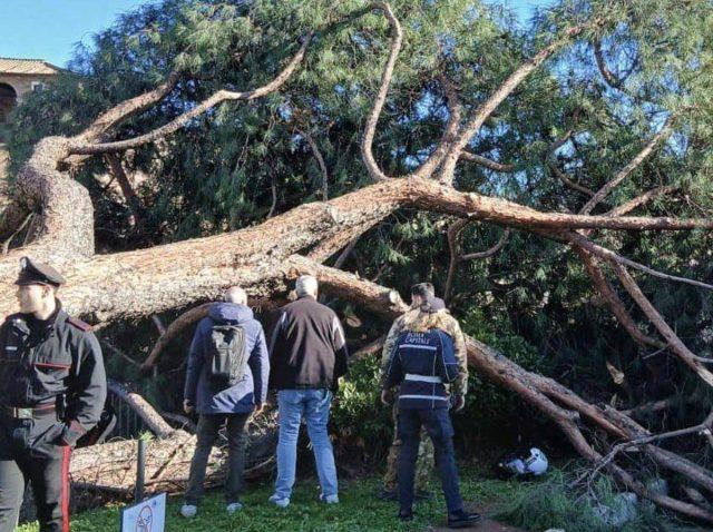 Roma, cade albero in via dei Fori Imperiali: 3 passanti feriti