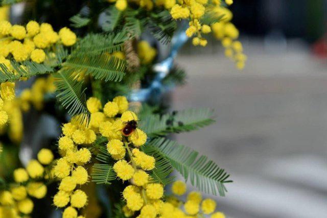 8 marzo, l’Abc della mimosa: perché si regala, dove nasce e come conservarla