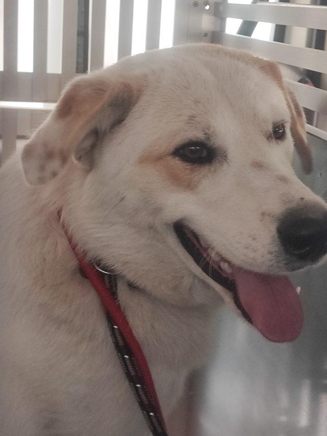 cane smarrito 090426