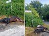 Violento incidente sulla via dei Laghi, auto finisce contro un toro. Il sindaco di Nemi: “Sfiorata la tragedia”