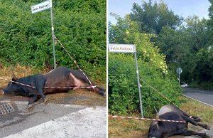 Violento incidente sulla via dei Laghi, auto finisce contro un toro. Il sindaco di Nemi: “Sfiorata la tragedia”