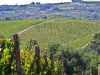 Nel Chianti riaffiora la vite etrusca, a Cetamura riscritta la storia del vino