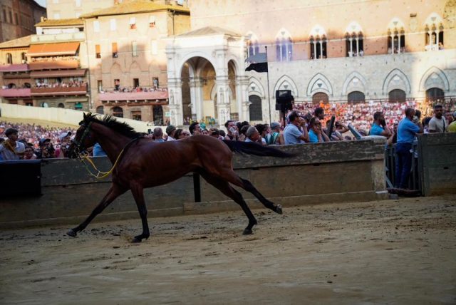 Terza prova del Palio d Siena con il fiato sospeso, il Bruco vince con il cavallo scosso