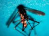 West Nile, primo caso di infezione in Veneto