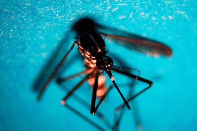 West Nile, primo caso di infezione in Veneto
