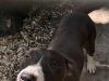 Axel cerca casa: l’appello del canile per trovare una famiglia al giovane simil pitbull