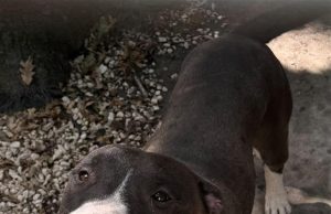 Axel cerca casa: l’appello del canile per trovare una famiglia al giovane simil pitbull