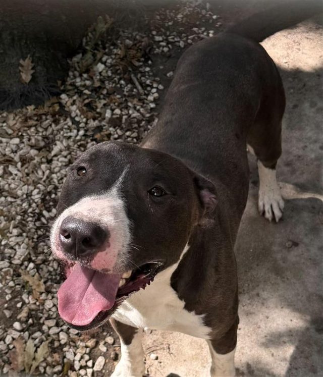 axel