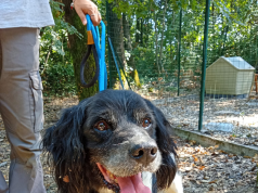 Cani ritrovati in città, appello ai proprietari: uno ha il microchip ma è registrato fuori regione
