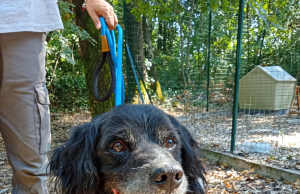 Cani ritrovati in città, appello ai proprietari: uno ha il microchip ma è registrato fuori regione